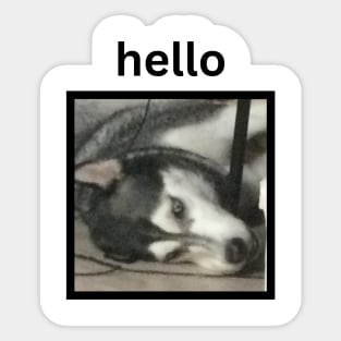 Crazy Funny Husky Dog Lying Down Hello Caption Sticker